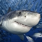 Western Australia's Shark Cull Might Last Another 3 Years
