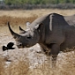 Western Black Rhino Now Officially Extinct
