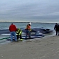 Whale Beaches in Breezy Point, Queens