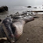 Whale Carcass Decomposing Close to Beach Homes of Hollywood Celebrities