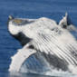 Whale Culture Essential to Their Survival
