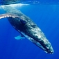 Whale Ear Wax Tells Researchers Which Pollutants the Animal Has Been Exposed To