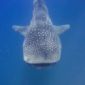 Whale Sharks Are Geometry Aces