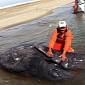 Whale with Two Heads Found in Mexico's Scammon's Lagoon