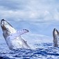 Whales Caught on Camera Plunging Out of the Ocean in Unison