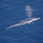 Whales Extend Their Range Through the Bering Strait