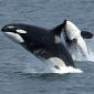 Whales Still Affected by Exxon Valdez Spill