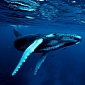 Whales in Western Africa Swim Alongside Oil Rigs, Ships and Toxicants