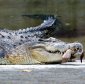 What's Behind the Croc Attack at Taiwan Zoo?
