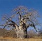 What's Good for a Baobab?