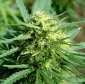 What's The Difference Between Hashish and Marijuana?