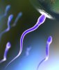 What's the Secret of the "Speedy Gonzalez" Fertilizing Sperm?