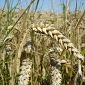 Wheat May Have Reached Yield Limits
