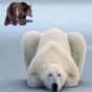 When A Polar Bear Mates with A Grizzly