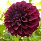 Where Does the Exquisite Black Dahlia Get Its Color From?