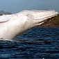 White Humpback Whale Named Migaloo Spotted in Australian Waters