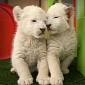 White Lion Cubs Make Their Public Debut at Zoodoo Wildlife Park in Tasmania