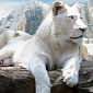 White Lions Are Born in Ukraine [Video]