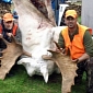 White Moose Considered Sacred Killed by Hunters in Nova Scotia