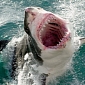 White Sharks Are 3-4 Times Hungrier Than Previously Estimated