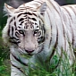White Tigress Living at National Park in India Dies of Cancer