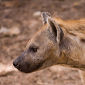 Why All European Hyenas Are Dead