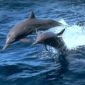 Why Are Dolphins So Intelligent?
