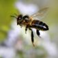 Why Bees Dangle Their Legs