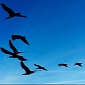 Why Birds Fly in V Formations