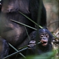 Why Bonobos Live Longer than Chimps