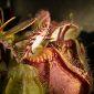 Why Carnivorous Plant Populations Are in Decline