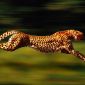 Why is Cheetah the Fastest Land Animal?