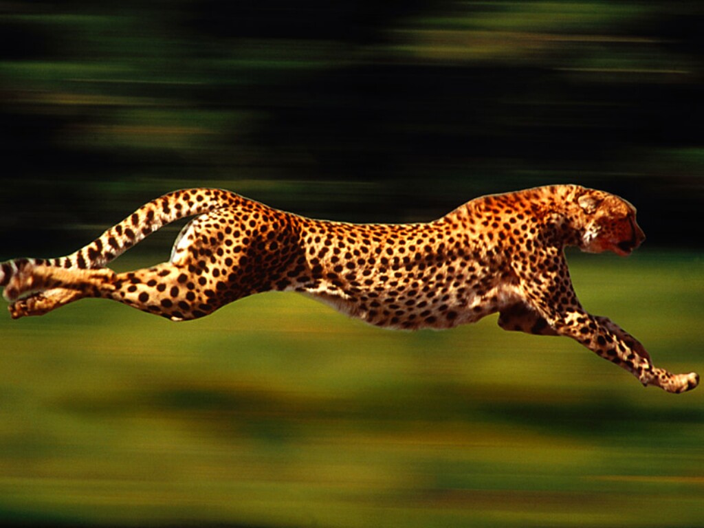 Why is Cheetah the Fastest Land Animal?