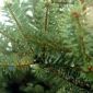 Why Christmas Trees Are Not Extinct?