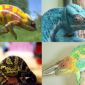 Why Do Chameleons Change Color?