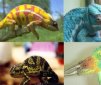 Why Do Chameleons Change Their Color? It's About Sex and Social Life