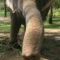 Why Do Elephants Have Trunks?