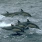Why Dolphins Cannot Swim Faster: It Hurts