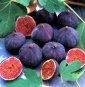 Why Figs Are Good for Your Health