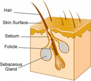 hair why after epilation grow does grows softpedia body