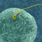 Why Men produce Sperm and Women Eggs