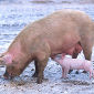 Why Pigs Enjoy Mud Baths