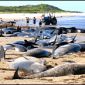 Why are whales stranding on beaches?
