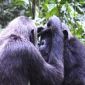 Wild Chimpanzees Use Gestures to Communicate