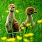Wild Crane Chicks Might Be the First New Generation Hatched in Western Britain in 400 Years