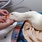 Wild Goose Rescued After Being Shot with a Crossbow