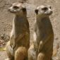 Wild Meerkats School Their Young