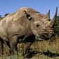 Rhino Goes on a Rampage in Nepal, Kills 61-Year-Old Woman