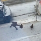 Wild Turkey Chases UPS Driver Around the Truck – Video