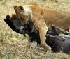 Wildebeests and Lions: the Amazing Migration of the African Savanna